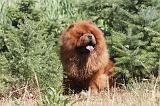 CHOW CHOW 061